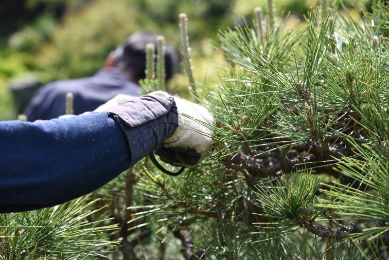 Birch Tree Pruning in Pottstown, PA