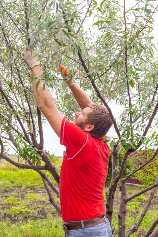 Cedar Tree Pruning in Reno, NV