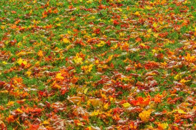 Healthy Fall Lawn