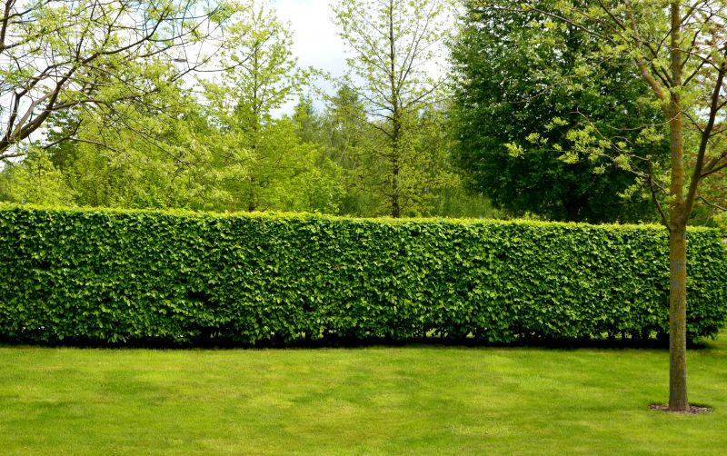 Hedge Removal in Spring