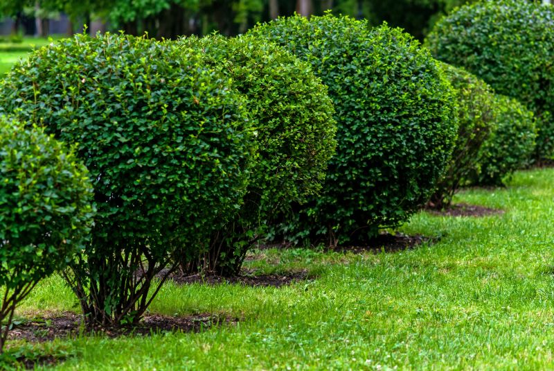 Healthy and Neat Shrubs